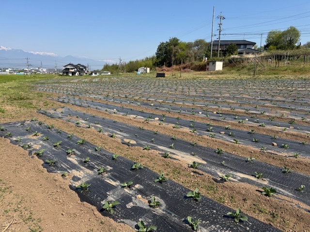 2025定植並柳.jpg